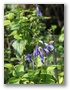 Salbei (Salvia guaranitica)