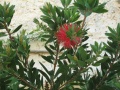 Callistemon.JPG