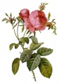 Rosa centifolia foliacea.jpg