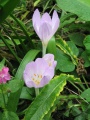 Colchicum 2.JPG