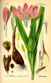 Colchicum.jpg