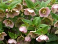Helleborus hybr.JPG