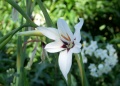 Gladiolus callianthus.JPG