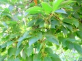 Actinidia arguta.JPG