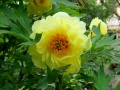 Paeonia suffruticosa High Noon.JPG
