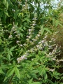 Vitex agnus castus.jpg