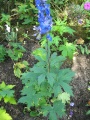 Delphinium.JPG