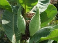 Asclepias syriaca fruit.jpg