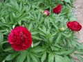Paeonia officinalis.JPG