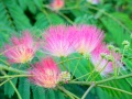 Albizia julibrissin.jpg