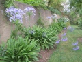 Agapanthus.JPG