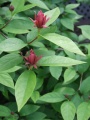 Calycanthus floridus.JPG
