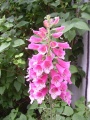Digitalis.jpg