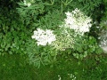 Sambucus nigra Laciniata.JPG