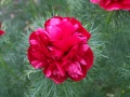 Paeonia tenuifolia.JPG