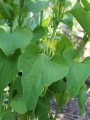 Aristolochia clematis.jpg
