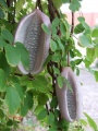 Akebia quinata fruit.jpg