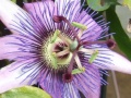 Passiflora flower.JPG