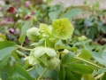 Helleborus argutifolius.JPG