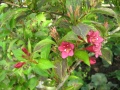 Weigela.JPG